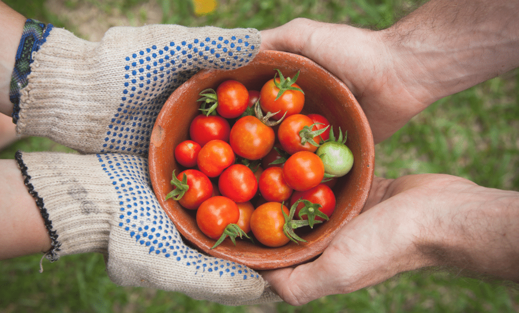 Tomatoes in hands